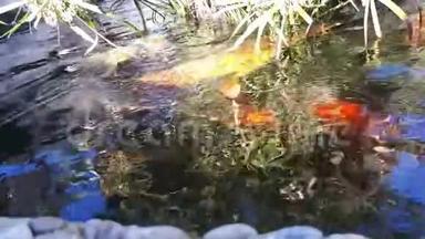 日本鲤鱼在水中，日本KOI鲤鱼漂浮在一个装饰池塘里。 红、橙、白鲤鱼